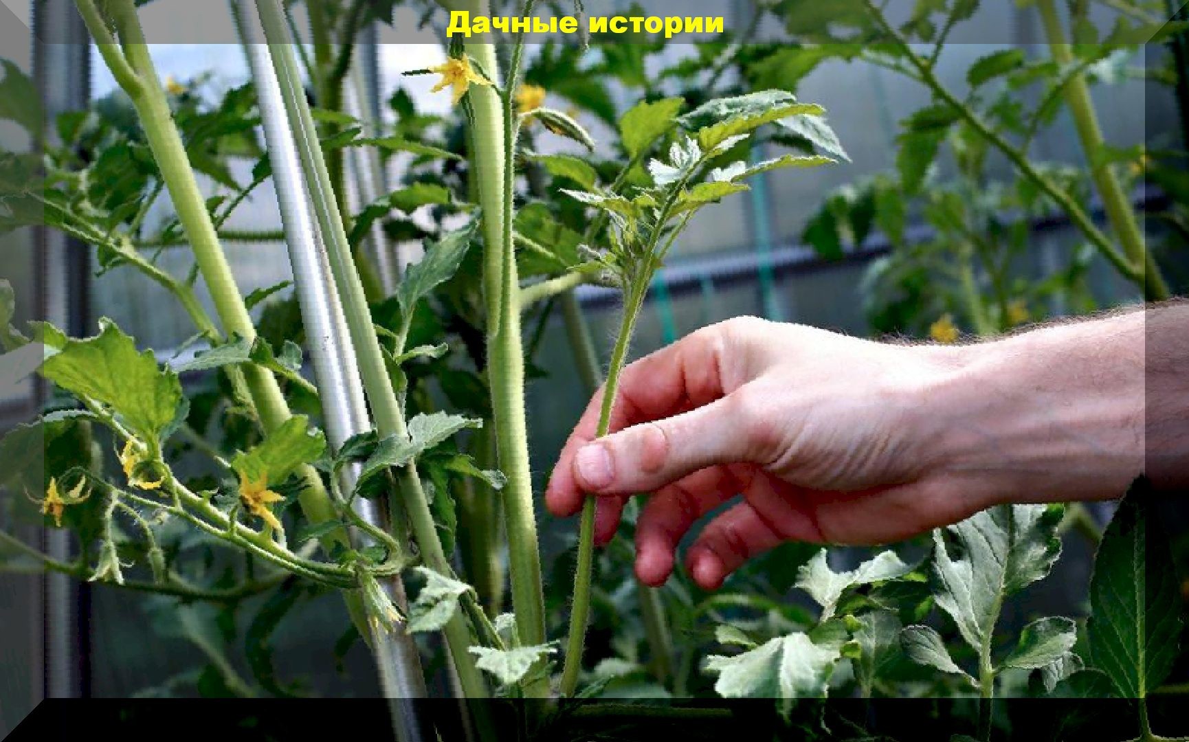Как формировкой томатов увеличить урожай: как пасынок томата превратить в цветочную кисть