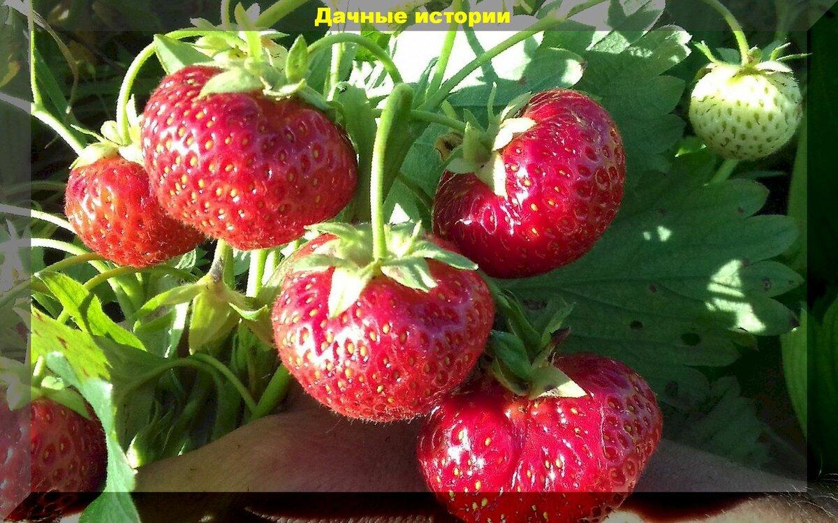 Как ухаживать и чем весной подкормить клубнику: обязательная азотно-фосфорная подкормка клубники и важные советы по уходу за ягодой