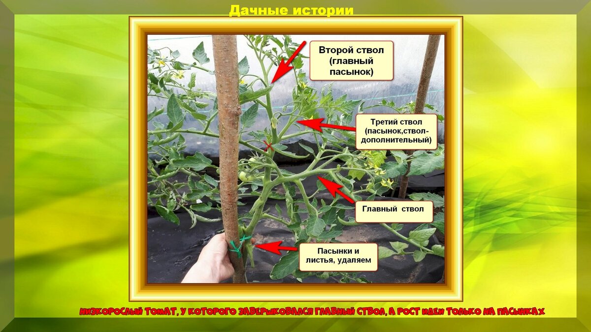 Как формировать низкорослые томаты: самая простая формировка низкорослых томатов открытого грунта
