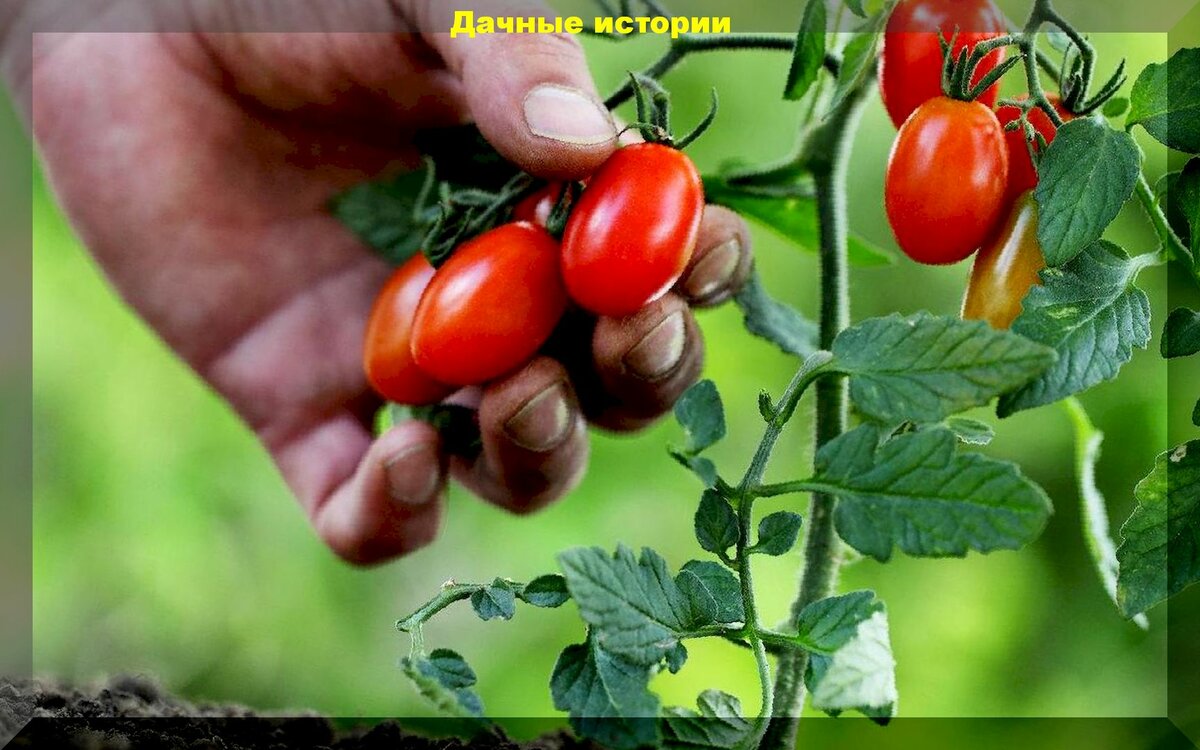 Как формировать низкорослые томаты: самая простая формировка низкорослых томатов открытого грунта