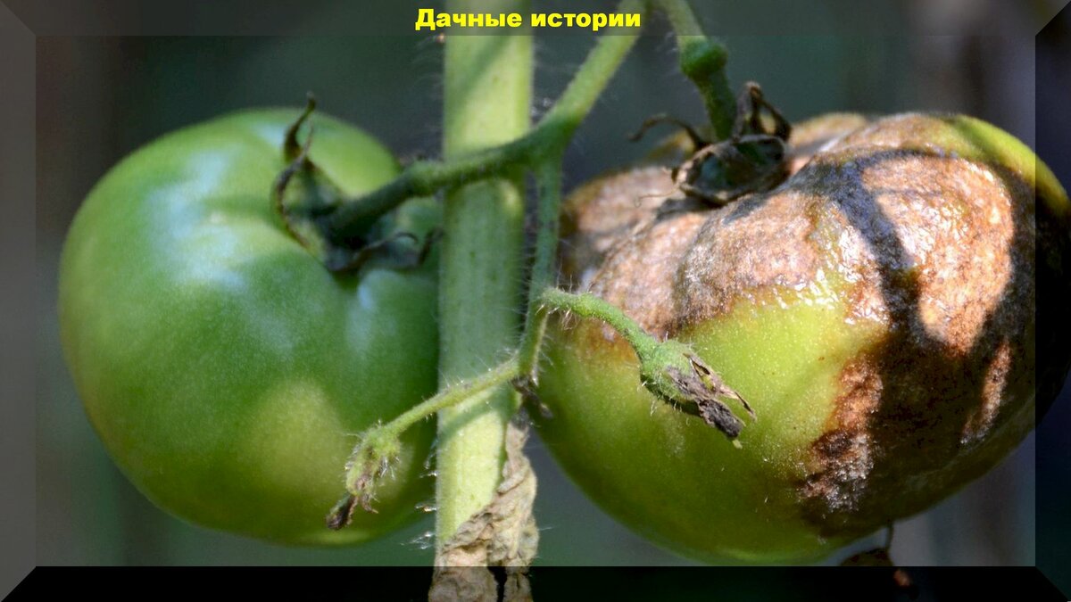 Не втыкайте медную проволоку в томат: почему медная проволока не поможет от фитофторы на помидорах