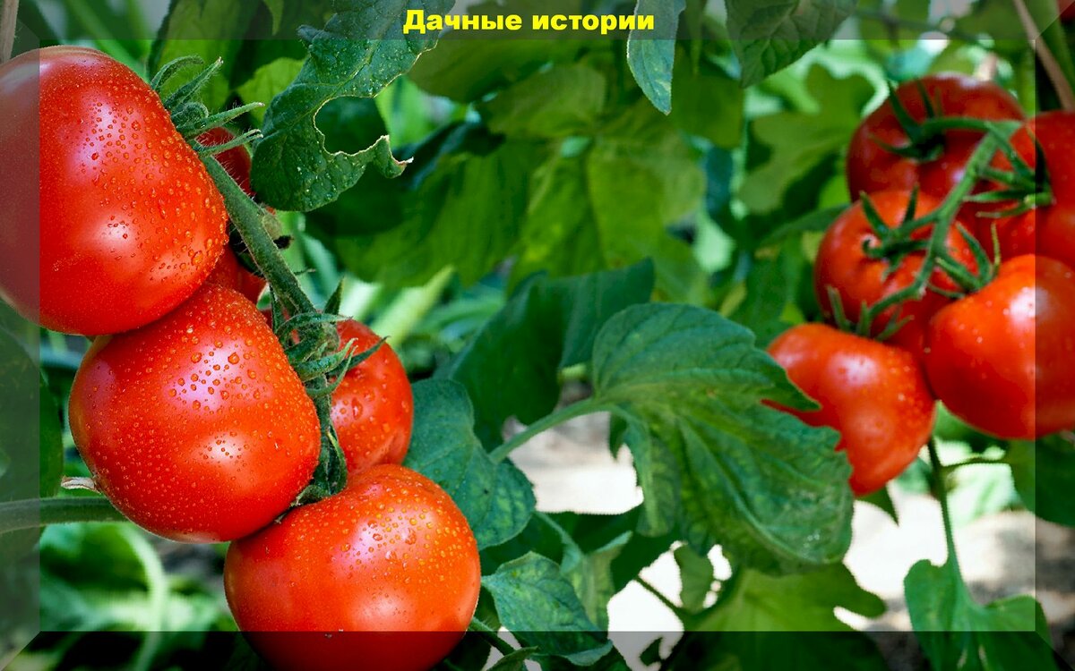 Почему не завязываются томаты и как помочь им получать питание при любых погодных условиях