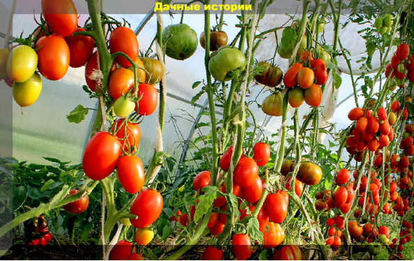 Стойкие к болезням помидоры — 11 гибридов и сортов, которым не страшны непогода и недуги!