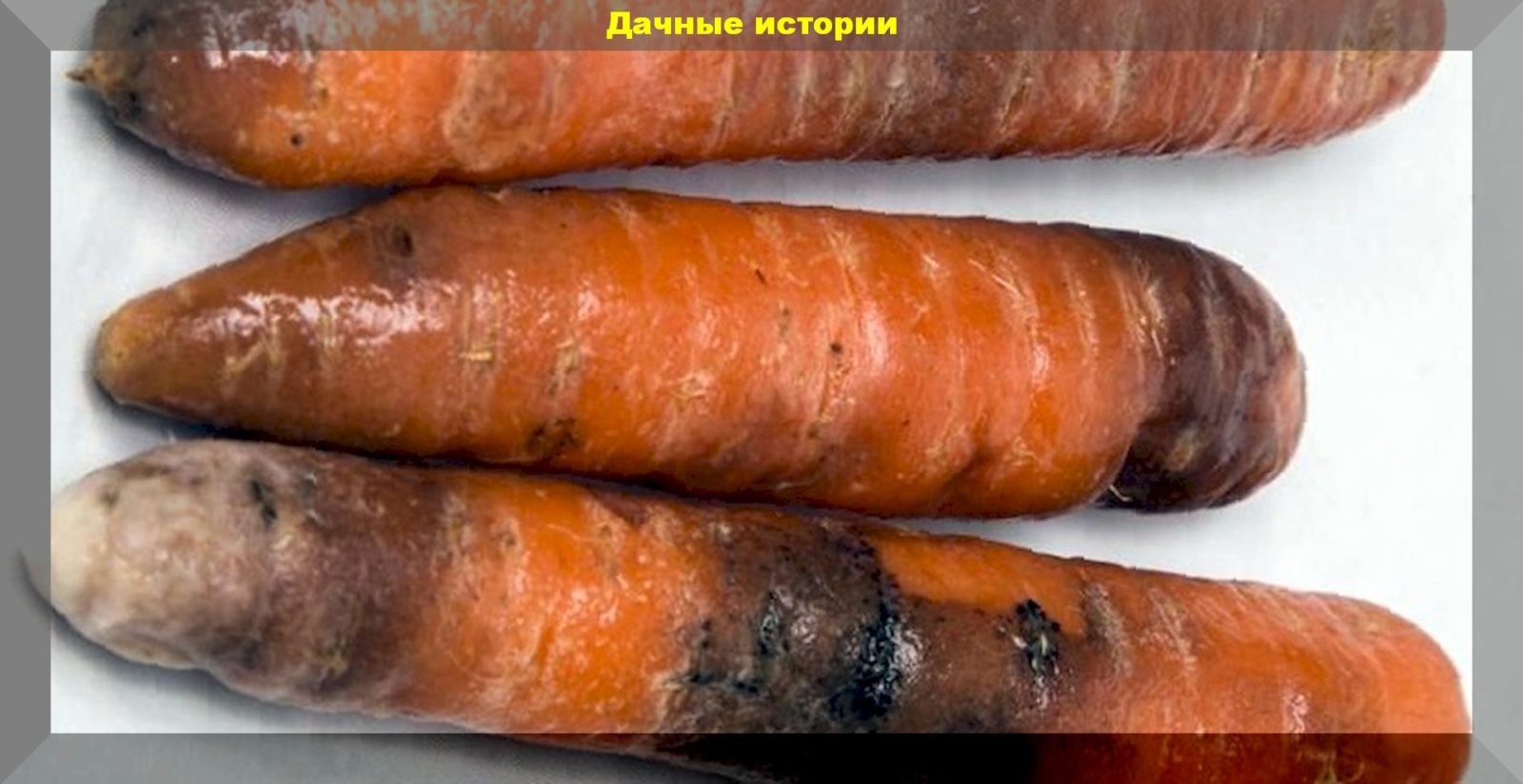 Мокрая бактериальная гниль моркови: эффективная защита моркови от болезни в поле и при хранении