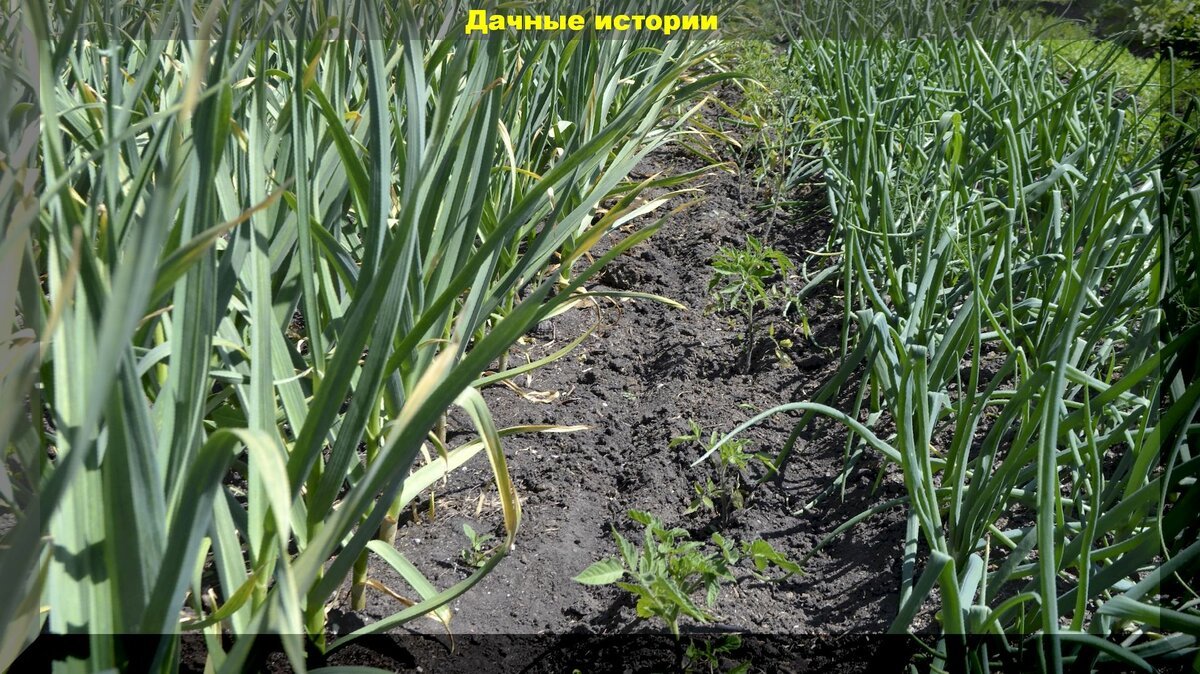 Чем подкормить лук и чеснок весной: майская подкормка чеснока и лука, способная намного улучшить урожай