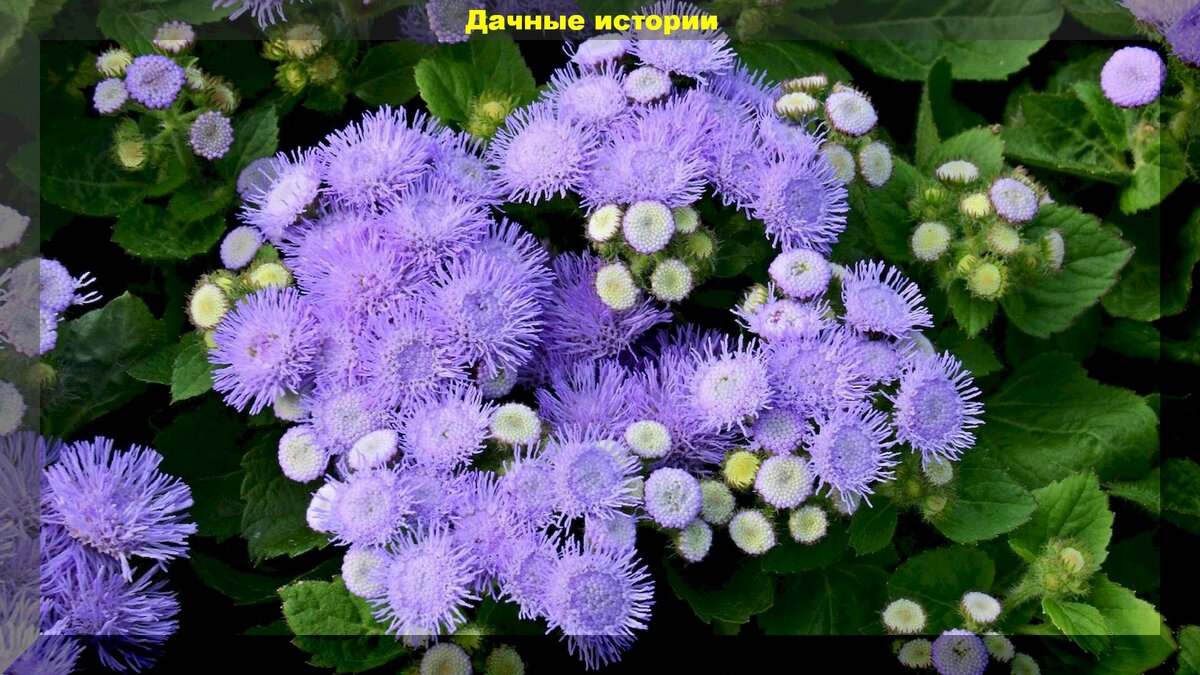Агератум от белокрылки: агератум защитит урожай в теплице от белокрылки и при этом порадует красивым цветением