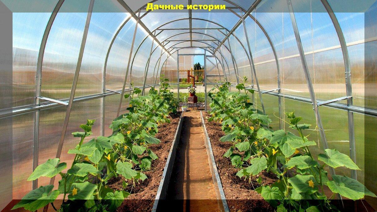 Как вырастить растения в закрытом грунте: создаем оптимальные условия для выращивания теплолюбивых растений в теплице