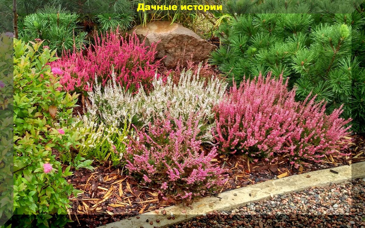 Кислая почва не приговор: красивые и оригинальные цветы и декоративные растения для клумбы на кислой почве