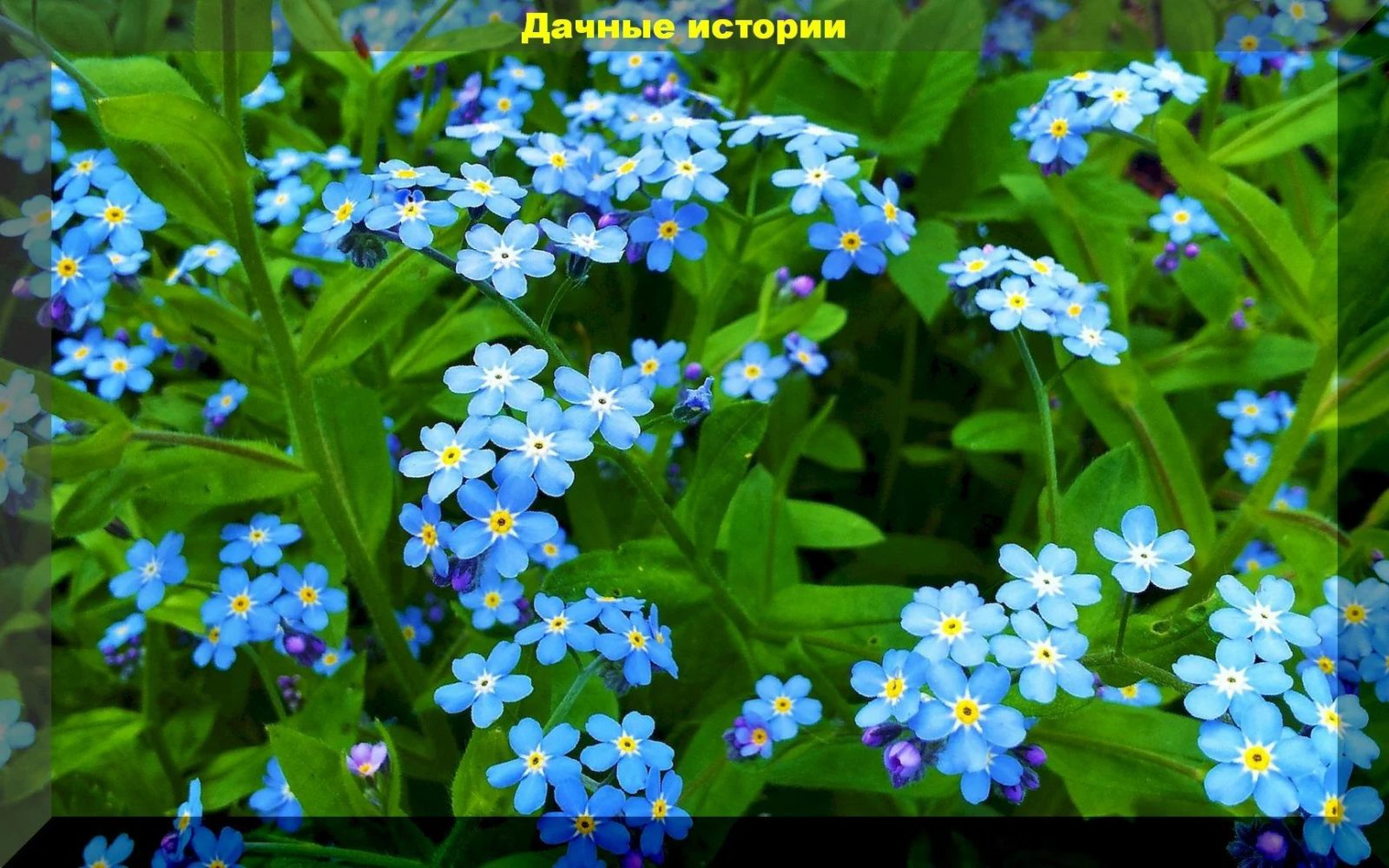 12 оттенков синего или только самые красивые лазурные цветы для вашего сада
