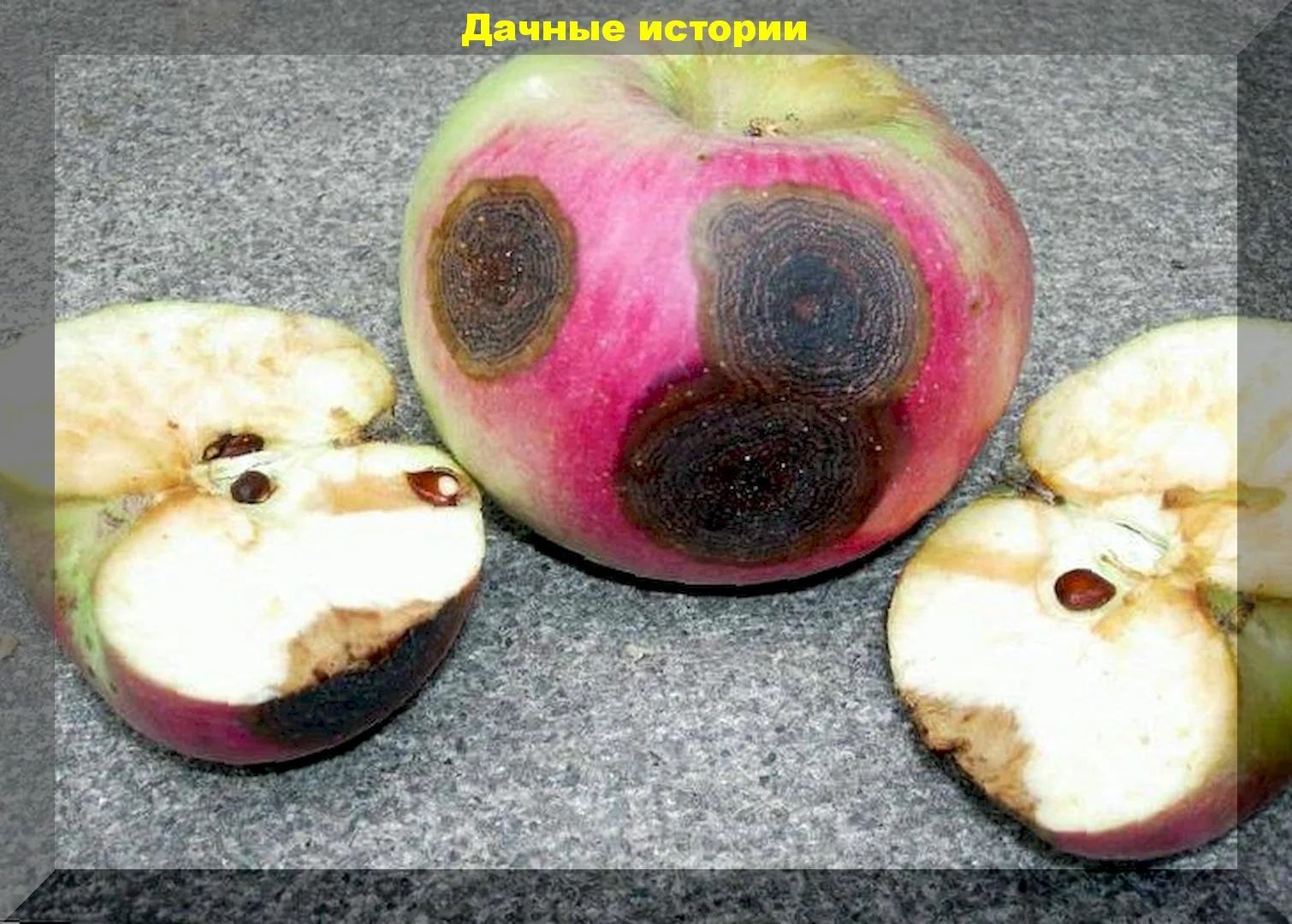 Порча яблок и груш при хранении: опасные и неопасные гнили. Выкинуть или обрезать