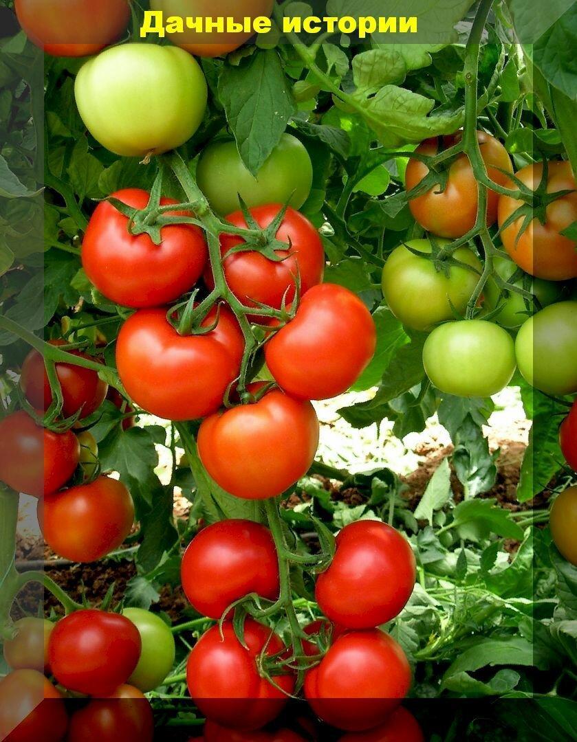 Долежат до Нового года и даже до 8 марта: самые лежкие сорта и гибриды вкусных томатов
