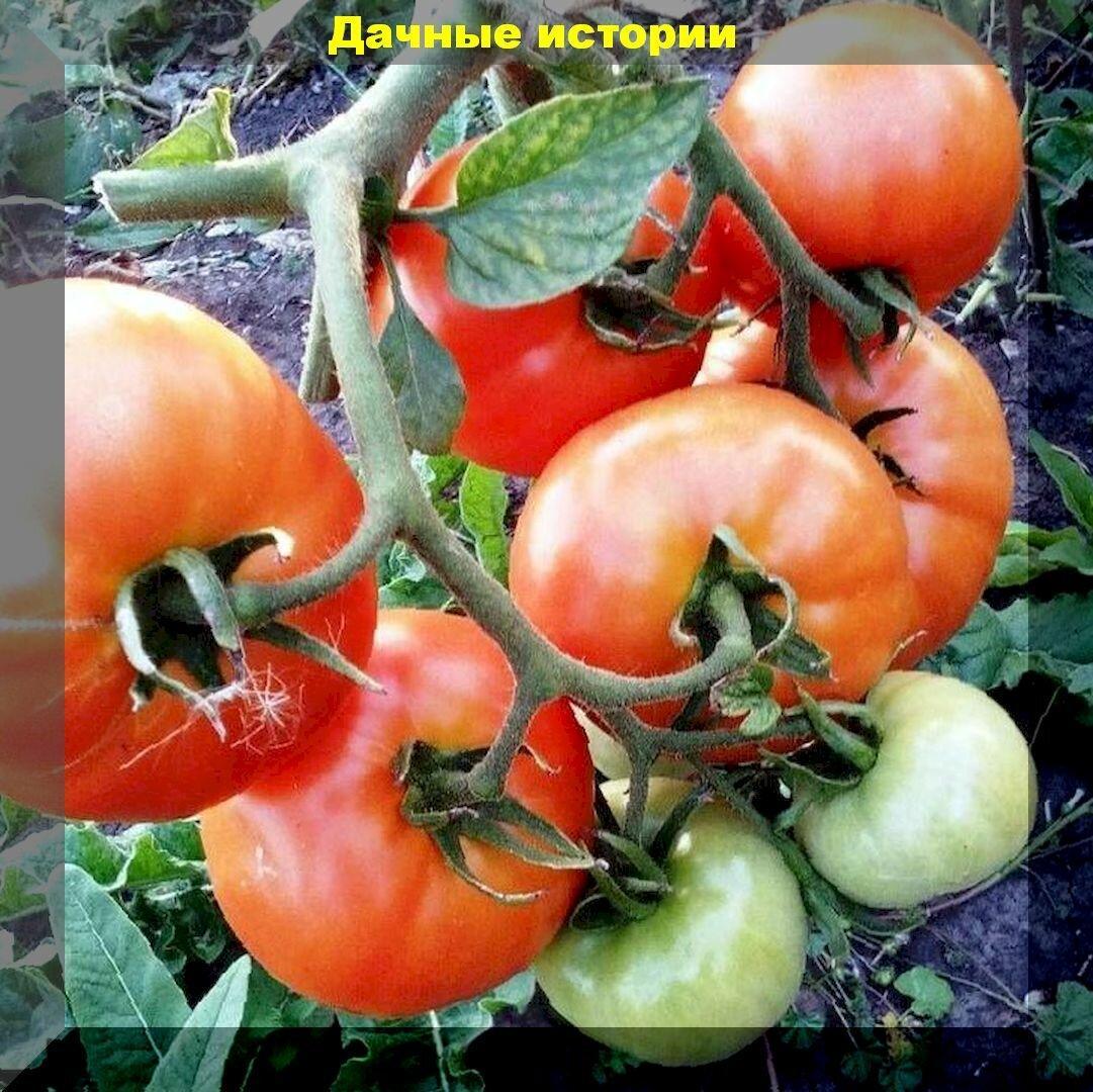 Долежат до Нового года и даже до 8 марта: самые лежкие сорта и гибриды вкусных томатов