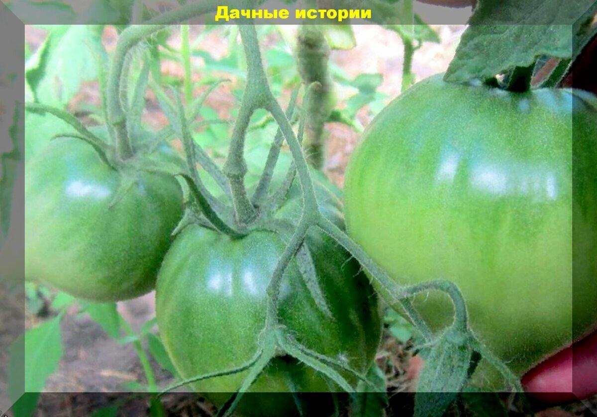 Совсем зеленые, но абсолютно созревшие: 16 лучших сортов-гибридов зеленоплодных томатов