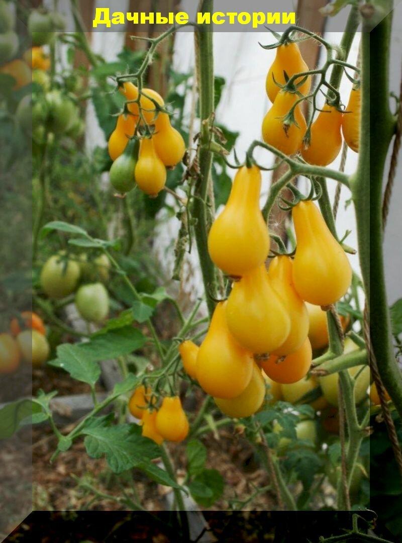 Томаты черри: 20 самых лучших сортов и гибридов томатов черри для выращивания в теплице и открытом грунте