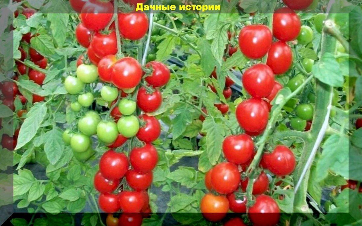 Томаты черри: 20 самых лучших сортов и гибридов томатов черри для выращивания в теплице и открытом грунте