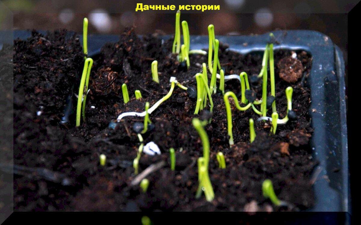 Репчатый лук из семян за один сезон: выращивание крупного лука из семян в однолетнем цикле