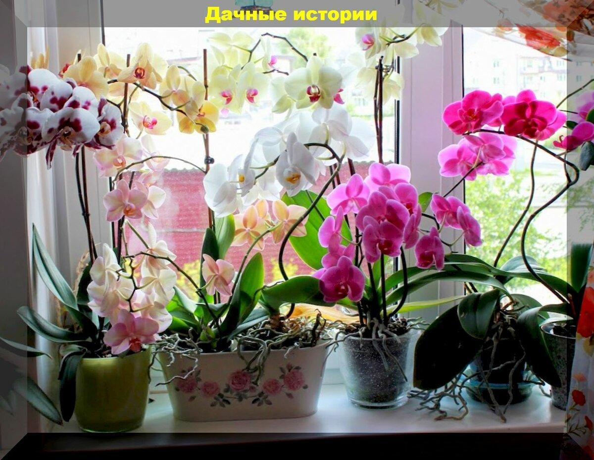 Типичные и фатальные ошибки при выращивании орхидей. Советы начинающим