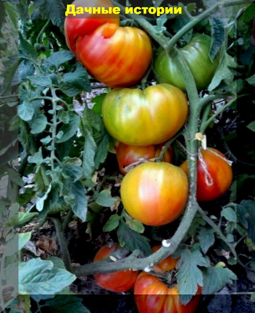 Помидор в килограмм: десятка сортов и гибридов томатов с помидорами гигантских размеров