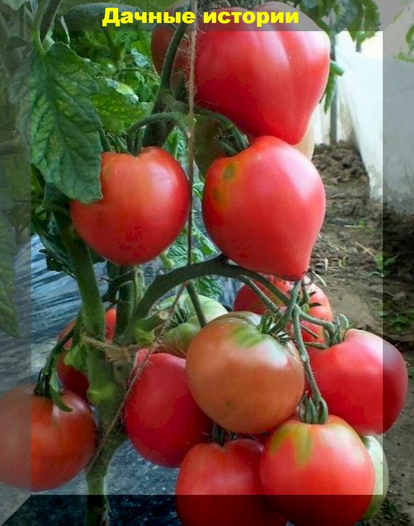 Помидор в килограмм: десятка сортов и гибридов томатов с помидорами гигантских размеров