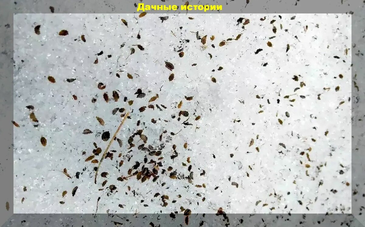 Зимний посев по снегу в теплице: посев укропа и редиса в феврале на снег для самого раннего урожая