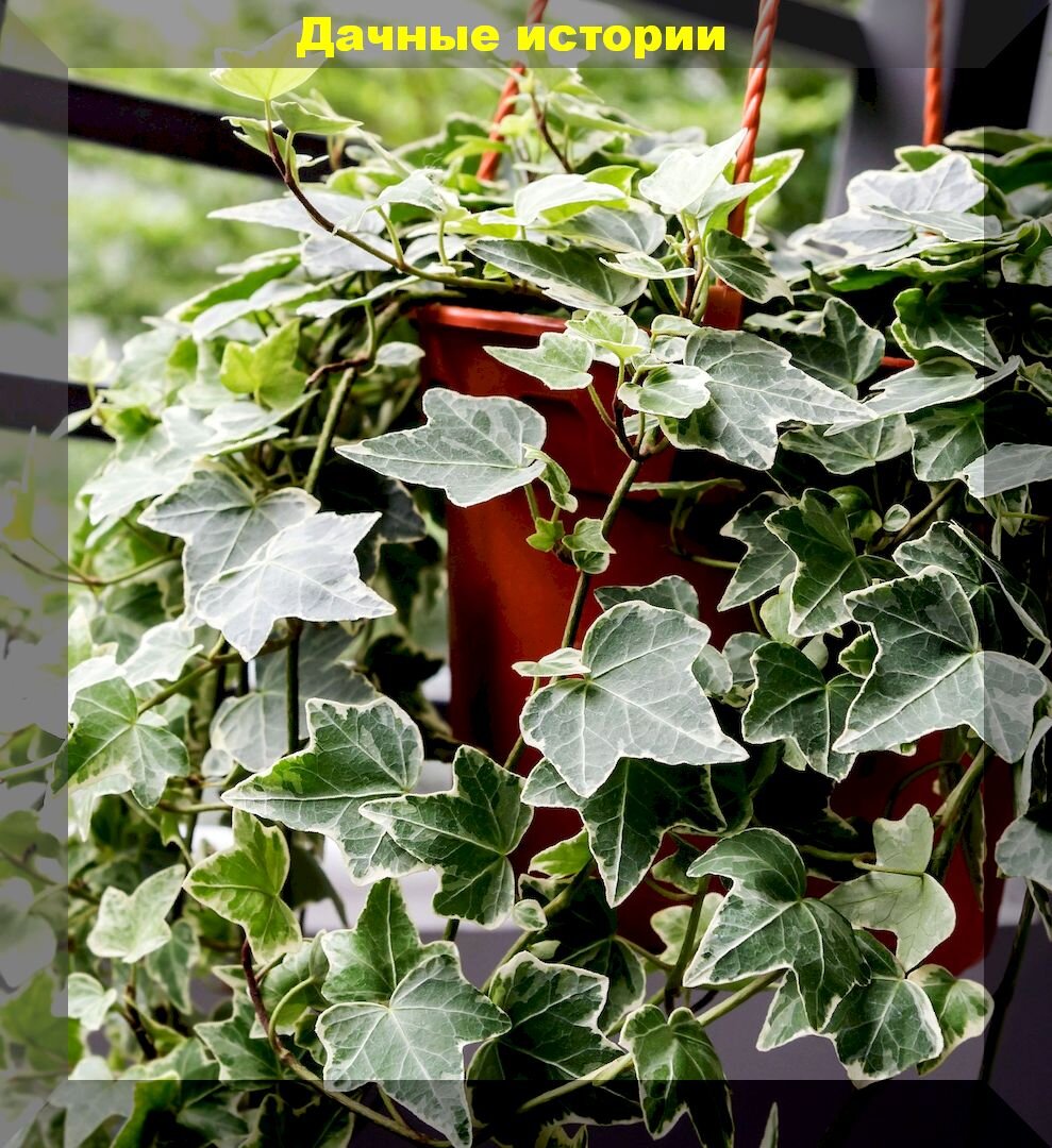 Лучшие комнатные растения очищающие воздух: комнатные растения, которые подарят вам чистый воздух и защищают от микробов, бактерий и вирусов