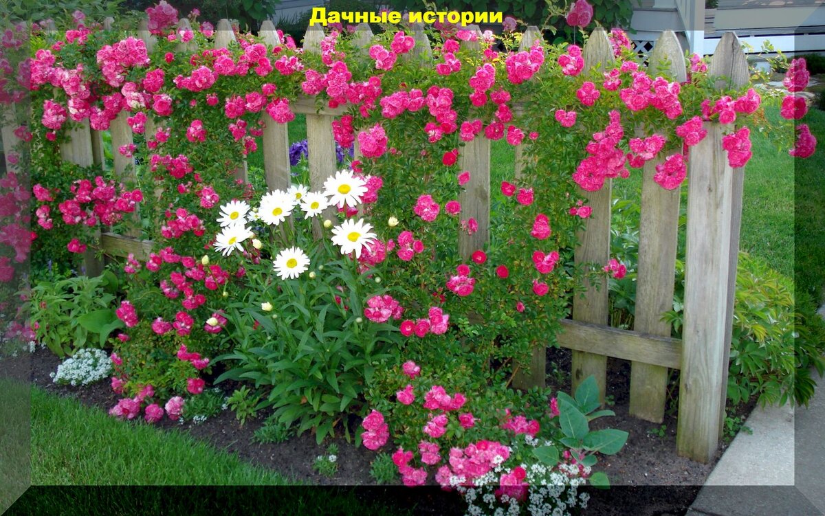 Простые, но красивые приемы, как защитить свой сад от чужих глаз: оригинально прячемся от соседей и украшаем неприглядные участки сада
