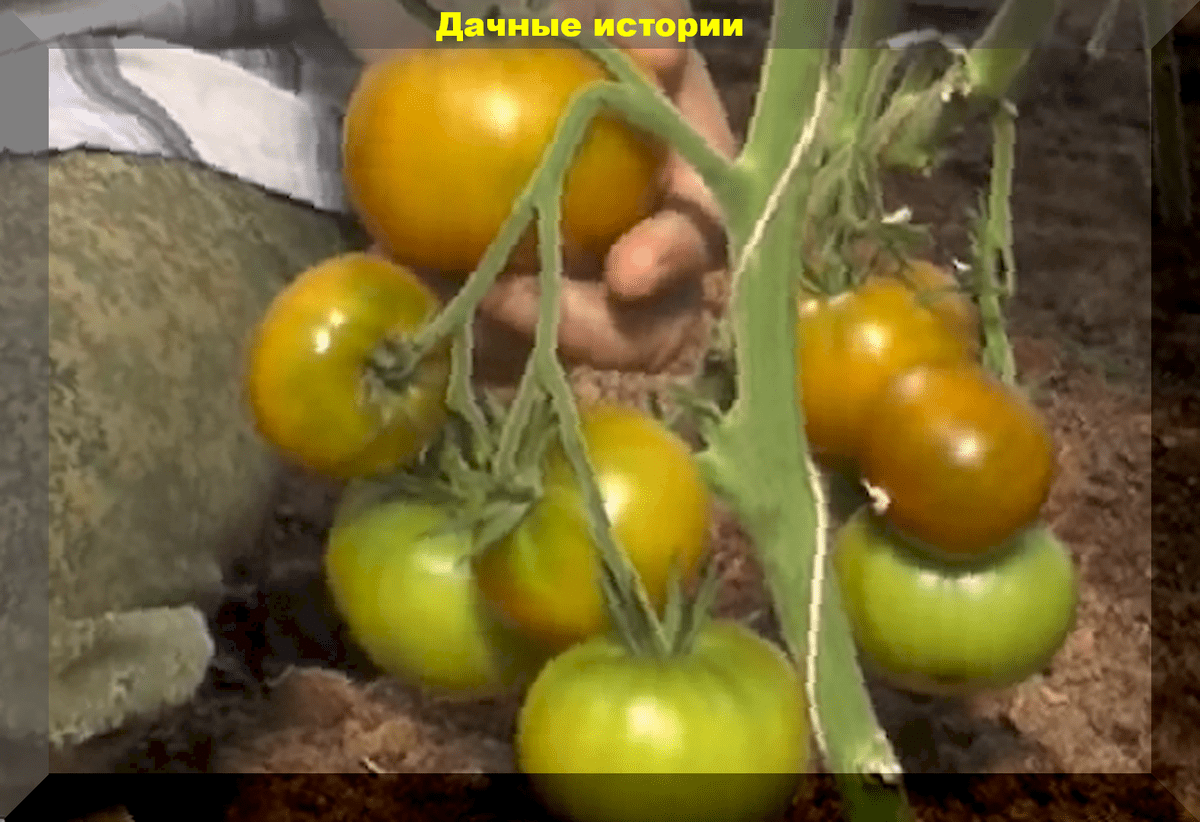 Совсем зеленые, но абсолютно созревшие: 16 лучших сортов-гибридов зеленоплодных томатов