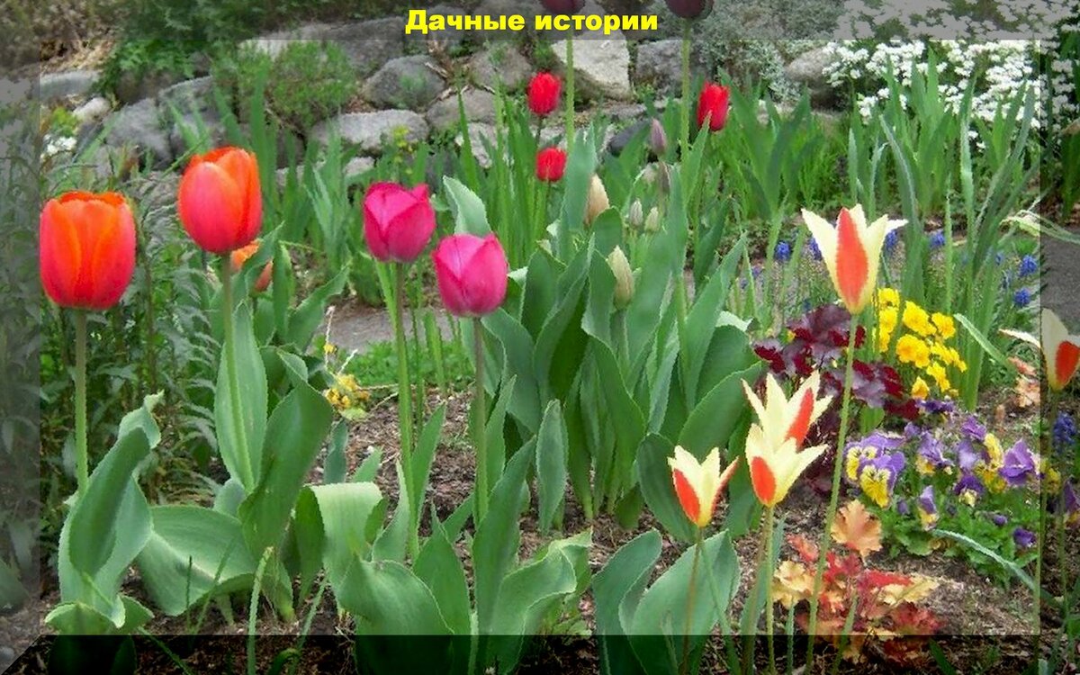 Самые важные работы в саду и цветнике в мае-июне. Советы нашего читателя