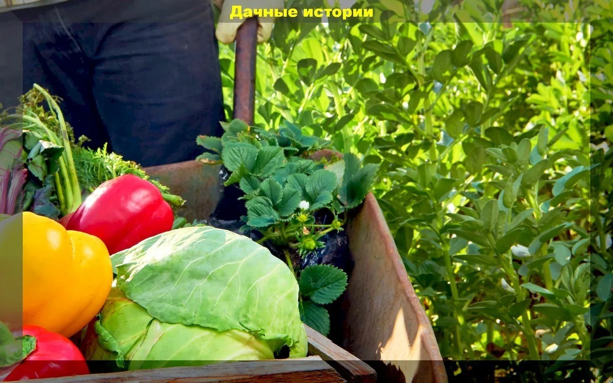 Опыт поколений - важное условие богатого урожая. Бонус: "рабочие" народные приметы