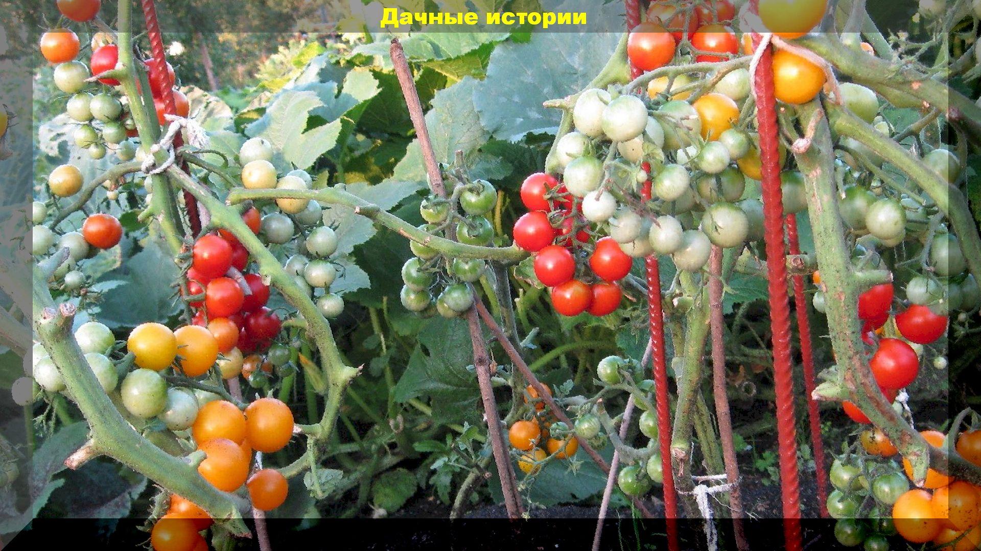 Как я сохранила урожай томатов. Письмо нашего читателя