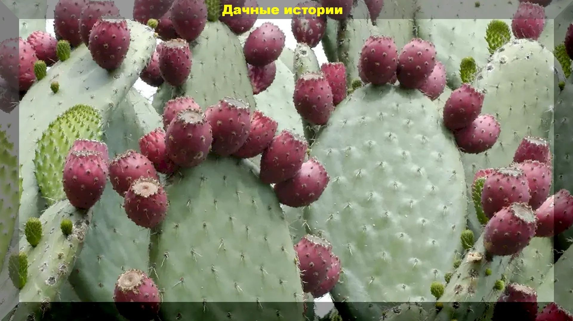 Кактус "Опунция", который может расти в средней полосе России, в открытом грунте