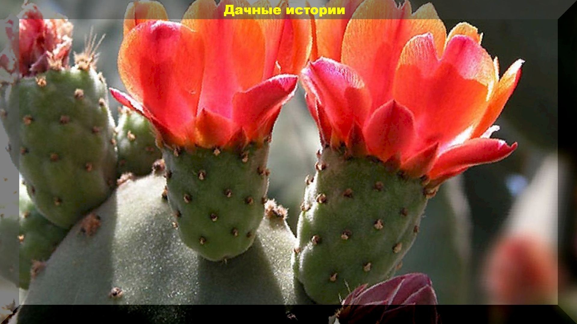 Кактус "Опунция", который может расти в средней полосе России, в открытом грунте