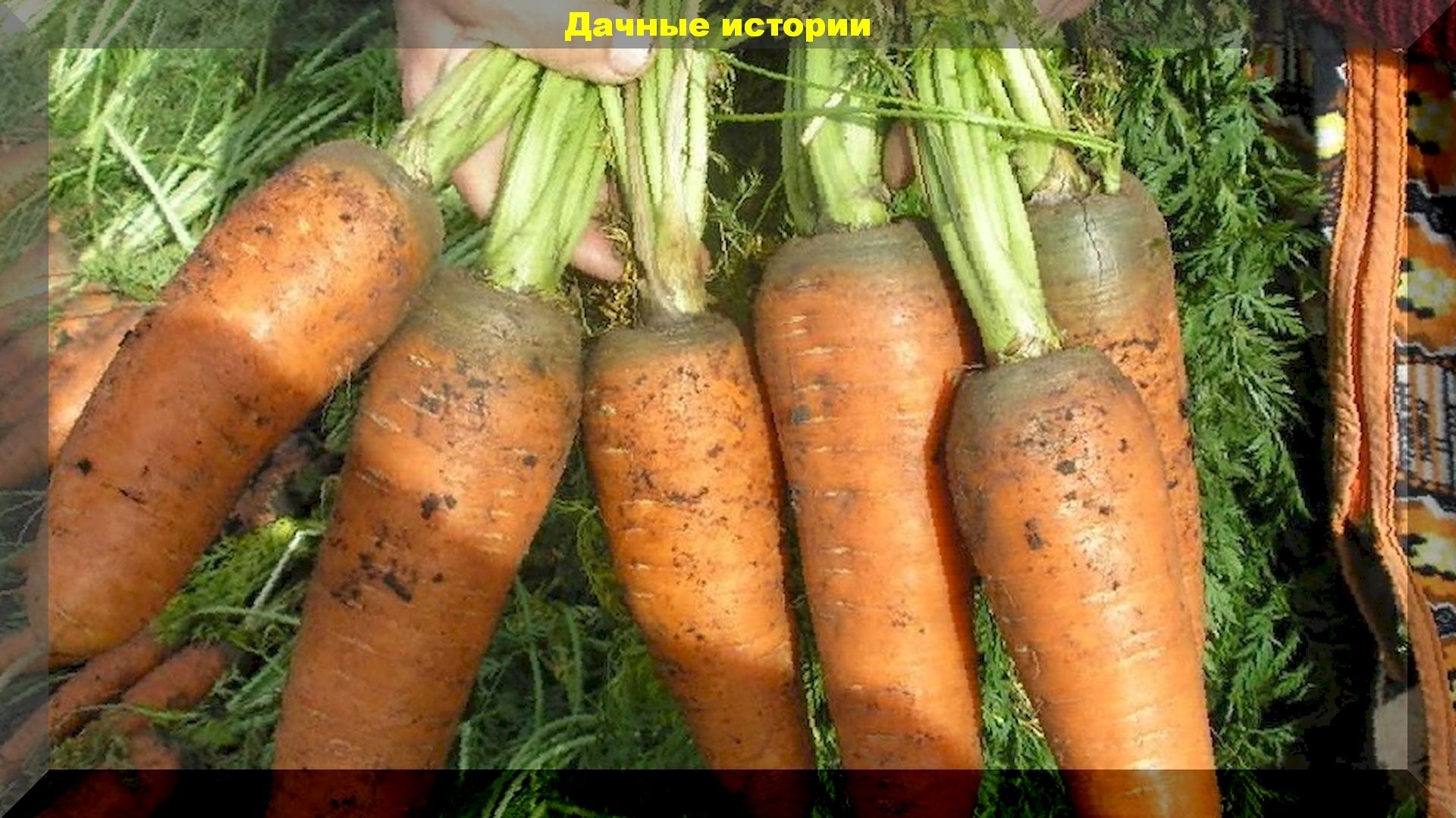 Самое важное о выращивании и хранении моркови: как вырастить богатый урожай моркови и без потерь его сохранить