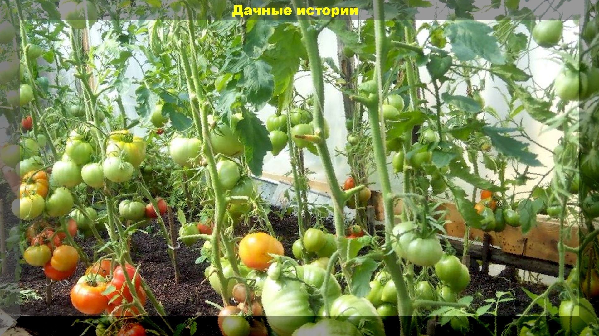Помидорные советы и хитрости проверенные годами: секреты небывалого урожая томатов
