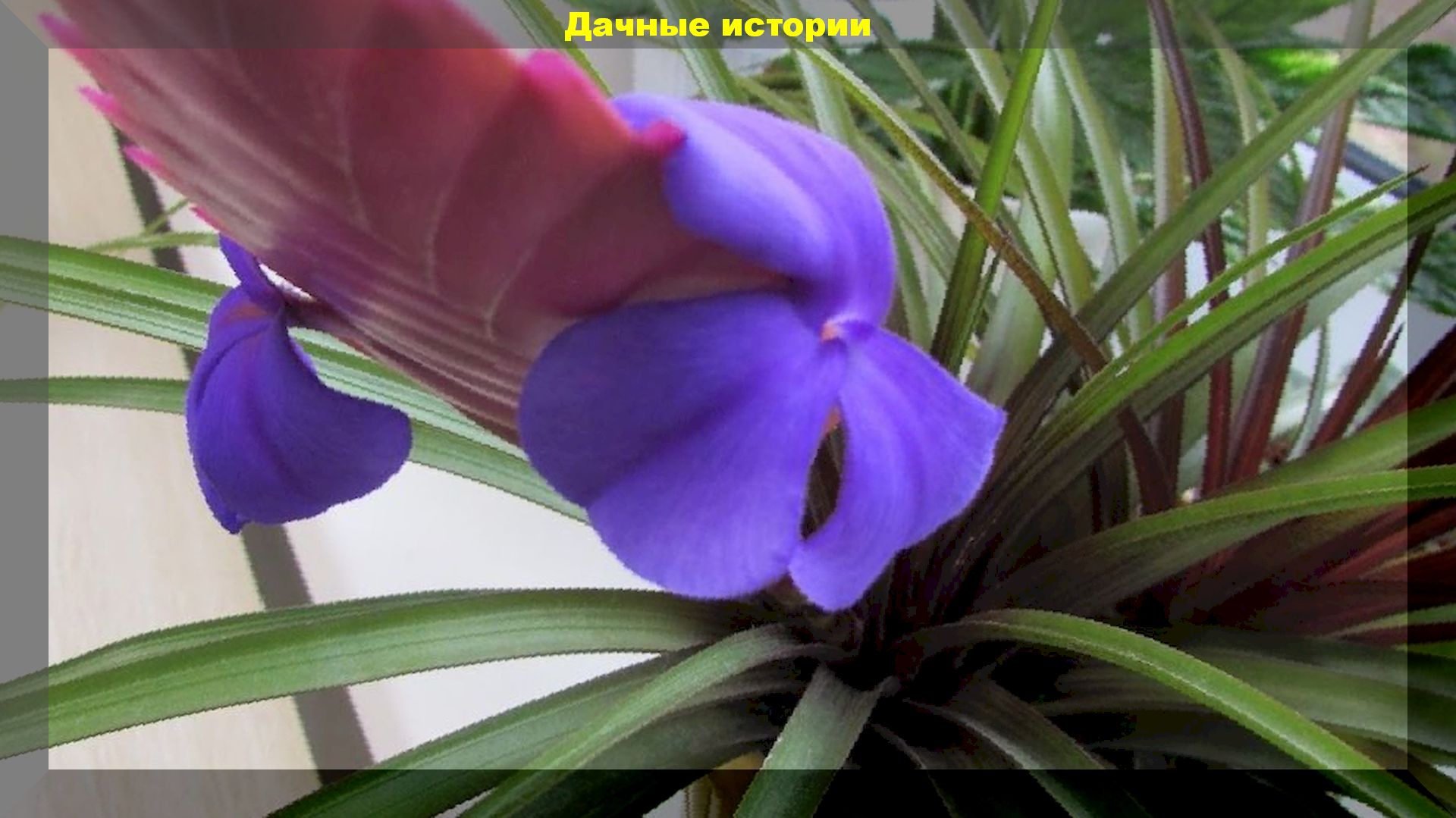 Бромелия — красивый островок тропиков в вашем доме: как выращивать эти неприхотливые растения дома