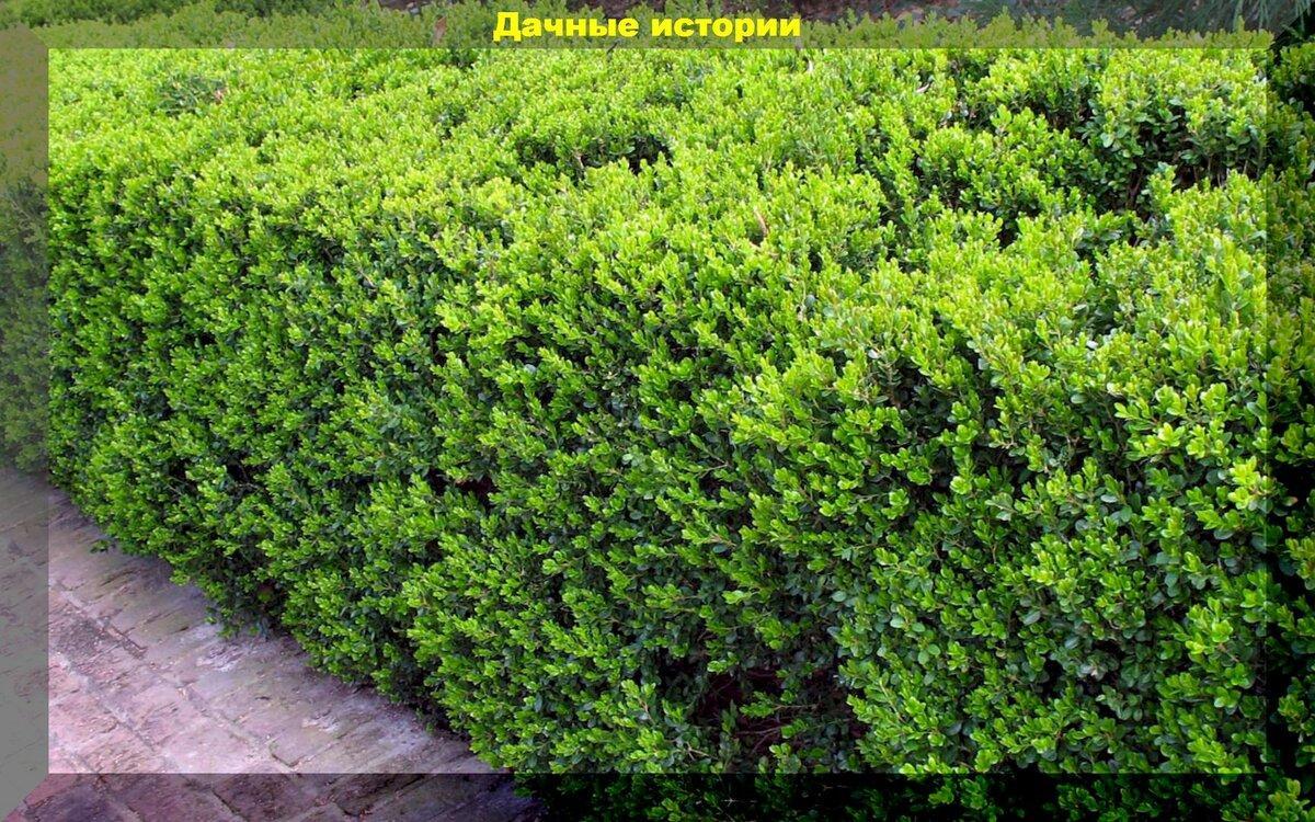 Вечнозеленый декоративный кустарник купить в Крыму.