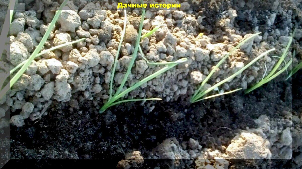 Крупный репчатый лук через рассаду: как вырастить лук из семян через рассаду за один год