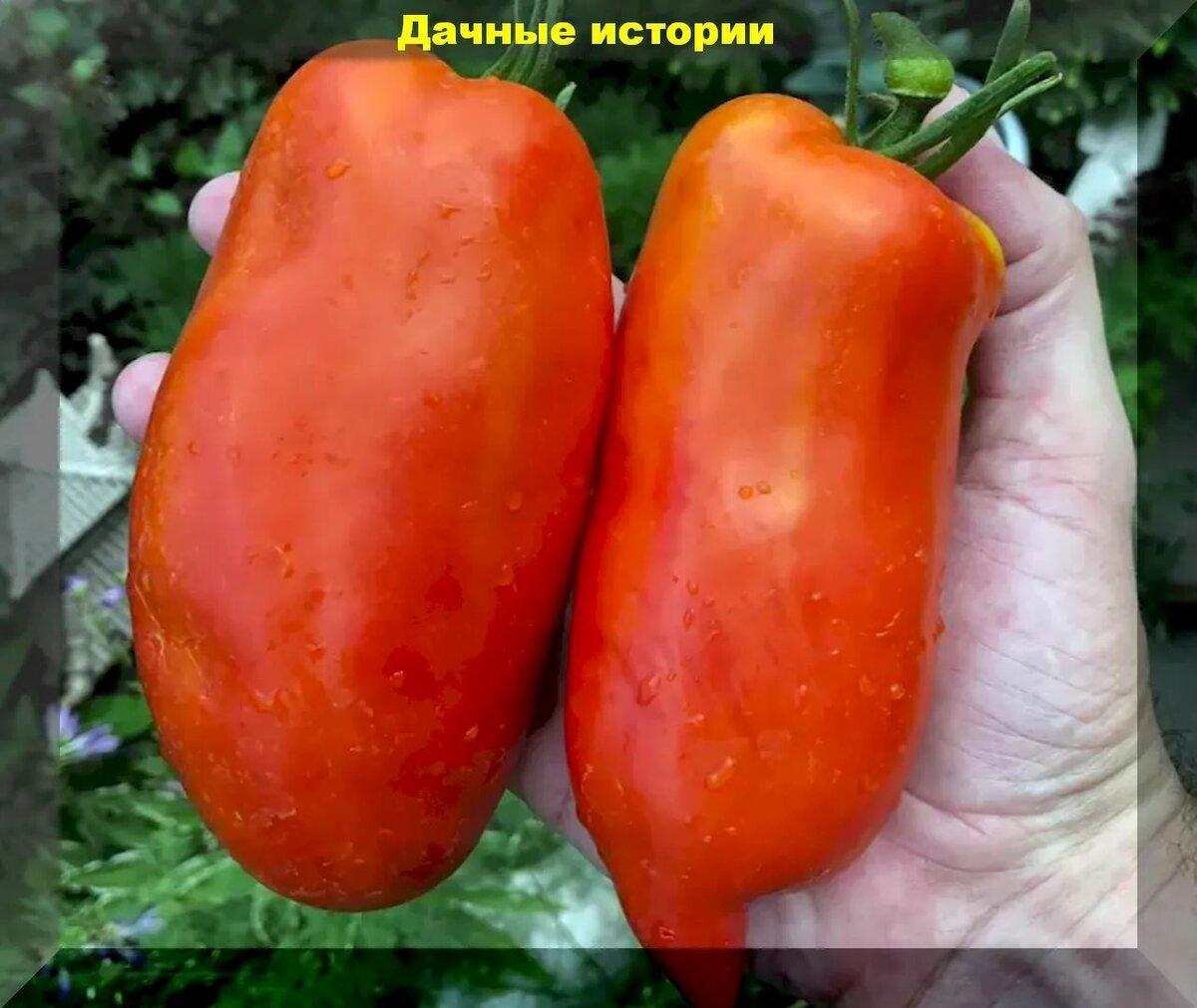 Самые редкие томаты: девять очень вкусных, но мало известных сортов и гибридов томатов для теплицы и открытого грунта