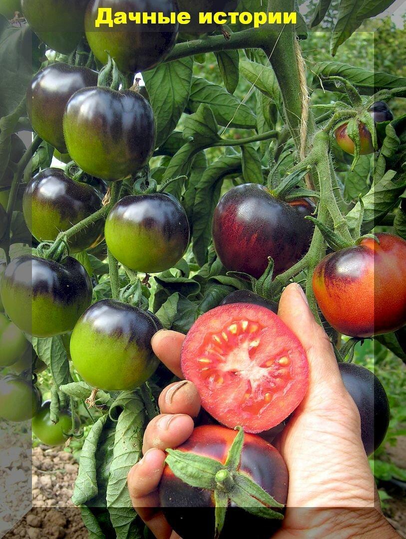 Самые редкие томаты: девять очень вкусных, но мало известных сортов и гибридов томатов для теплицы и открытого грунта