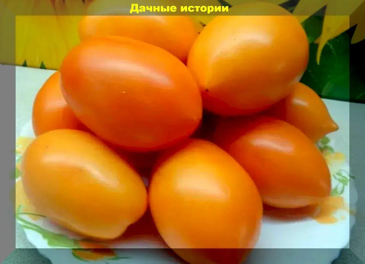 Томатное солнышко. Любимые и полезные желтые и оранжевые сорта и гибриды томатов