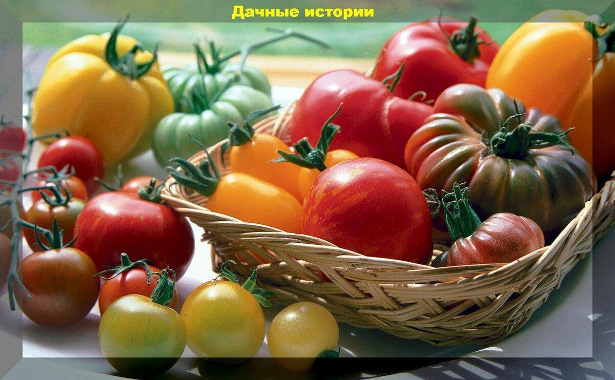 Хитрости и агроприемы для крепкой и здоровой рассады томатов