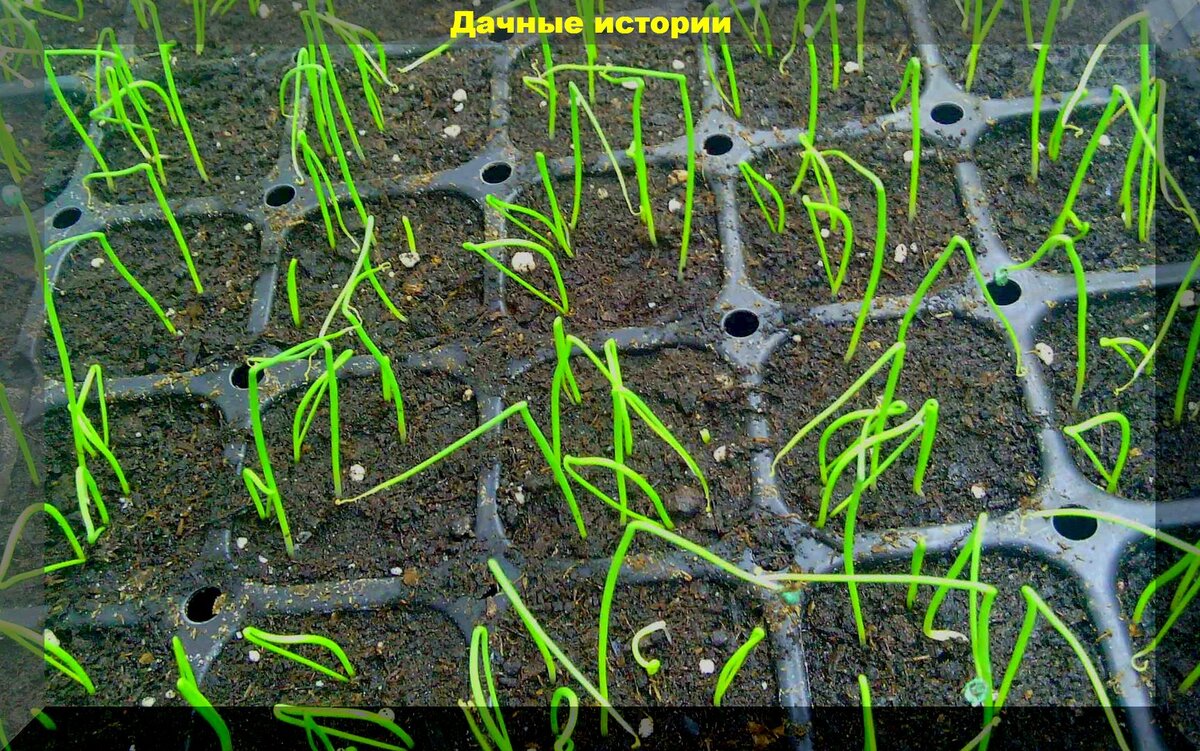 Простой способ посеять лук-порей: рассада лука-порея — от посева семян до высадки в грунт