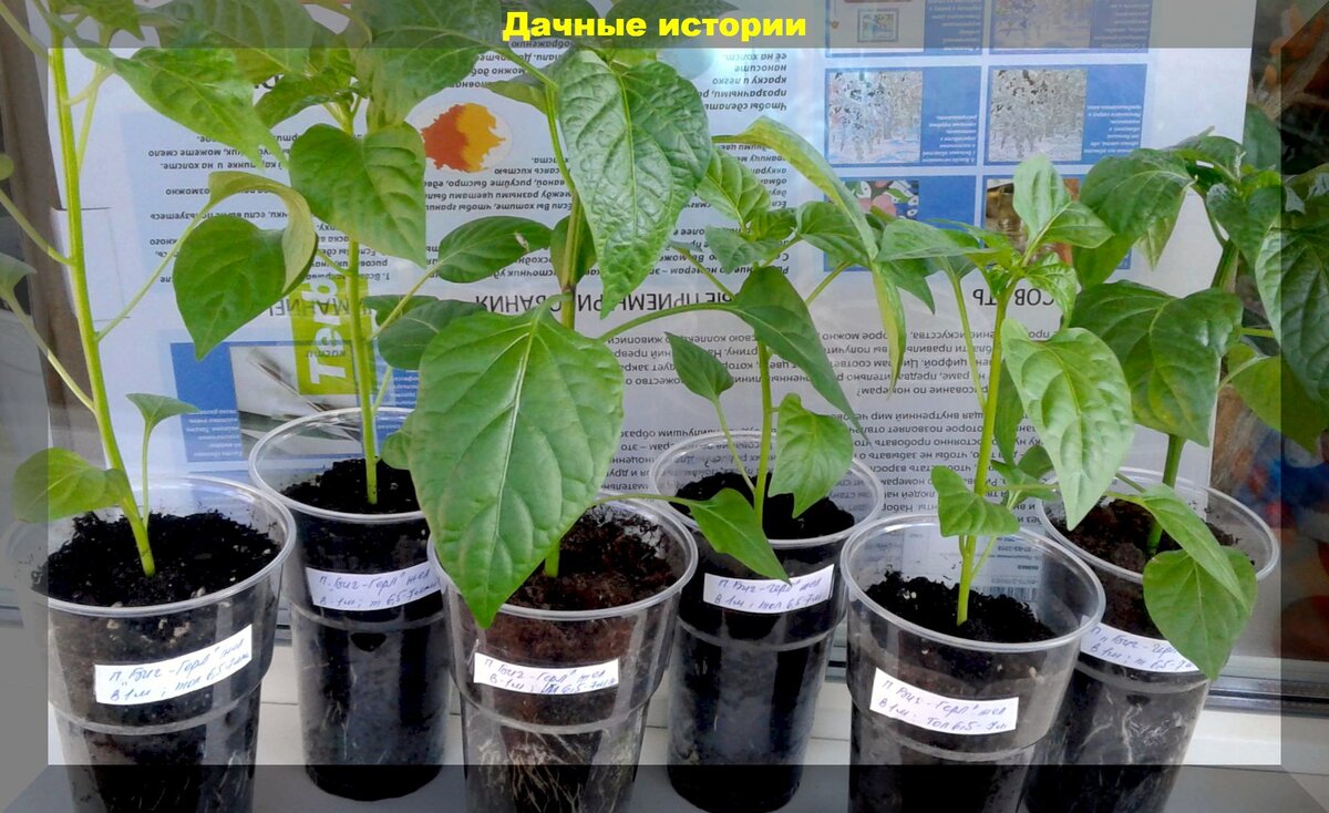 Как посеять перец на рассаду и вырастить рассаду перцев: сроки посева, подготовка семян, типичные ошибки