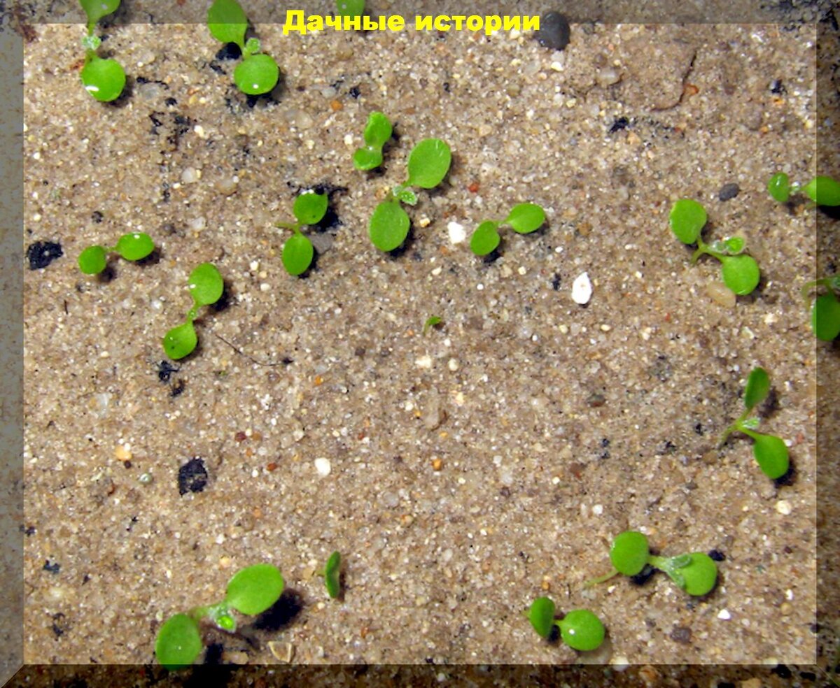 Секреты улучшения песчаных почв: как вырастить рассаду на песке и улучшить песчаные почвы на участке с помощью силикатных бактерий