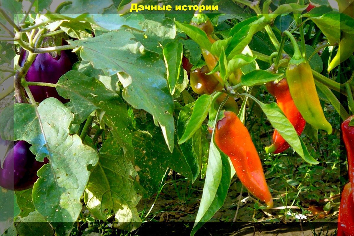 Выращивание рассады перца без пикировки: как новичкам посеять и вырастить крепкую рассаду перцев и баклажанов без пикировки