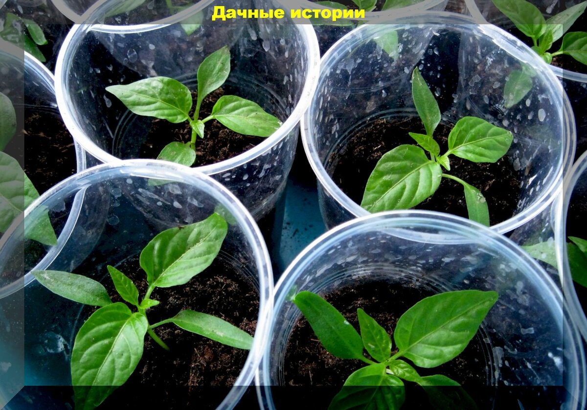 Выращивание рассады перца без пикировки: как новичкам посеять и вырастить крепкую рассаду перцев и баклажанов без пикировки