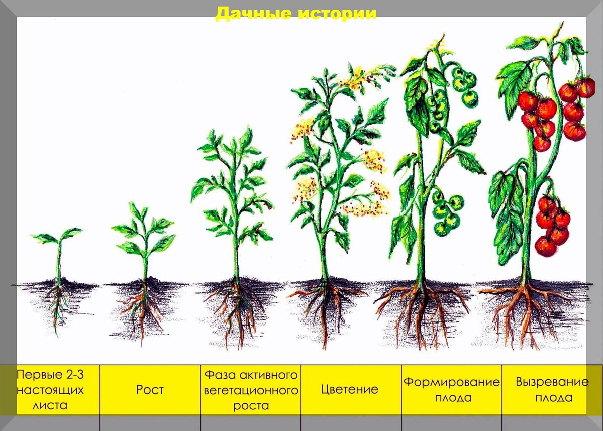 Факторы жизни растений и их значение: земные и космические факторы жизни растений, способы их регулирования
