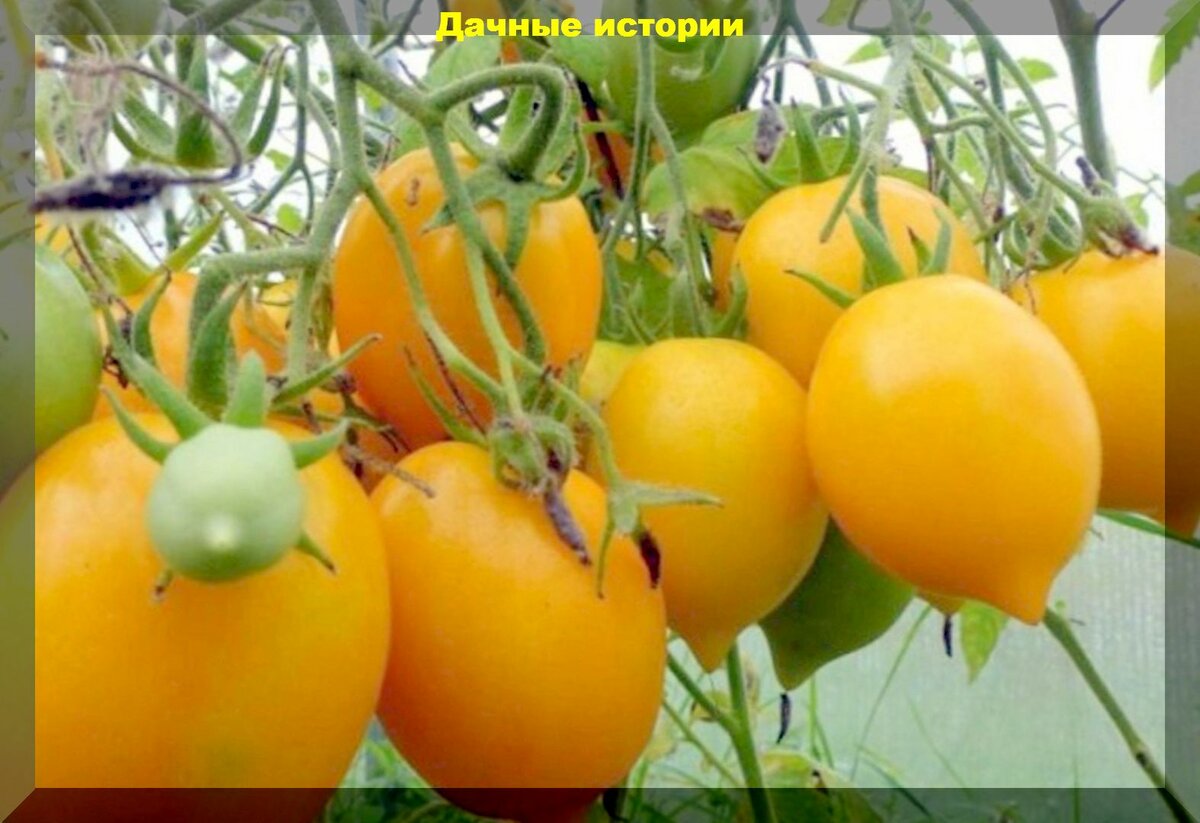 Без поливов, без подкормок, и с минимальным уходом: самые неприхотливые, но вкусные и урожайные сорта томатов