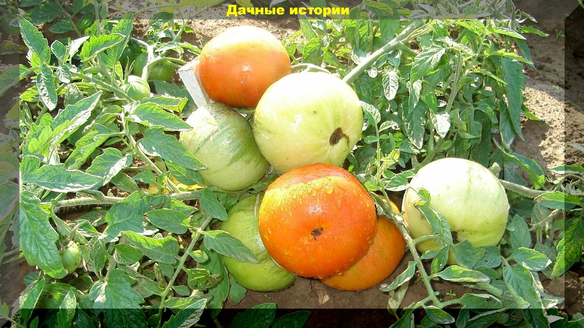 Как улучшить вкус томатов: простые, рабочие и лично проверенные способы как сделать томаты слаще и мясистей
