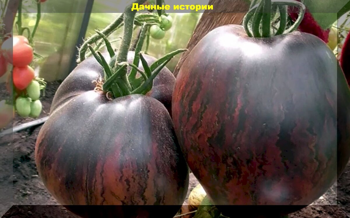 Самые необычные томаты: 10 очень красивых и необычных на вид сортов и гибридов томатов